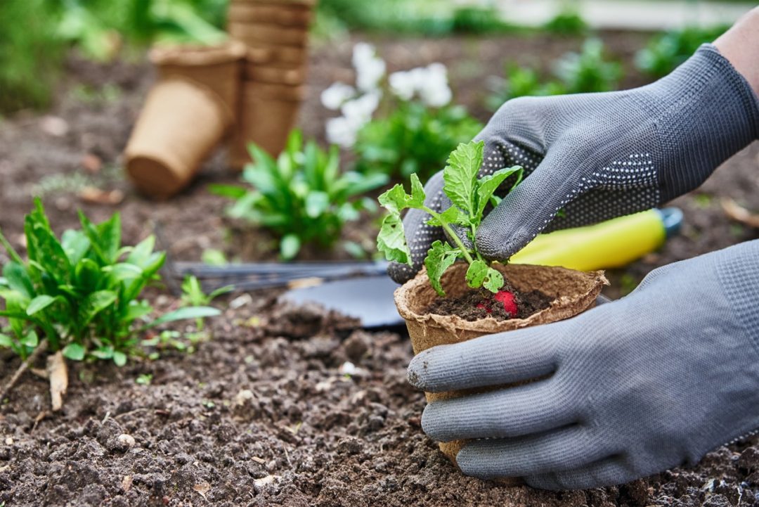 Jak začít s zahradničením